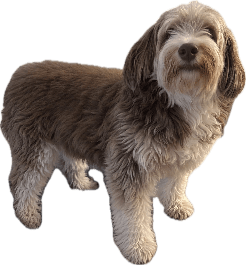 Rowdy, Empire Garage Doors mascot